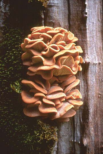 Lentinellus vulpinus